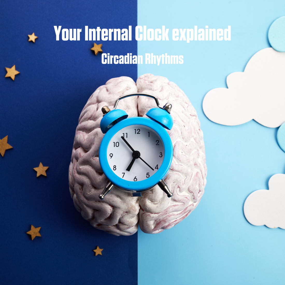 Your internal clock clock explained (circadian rhythm)